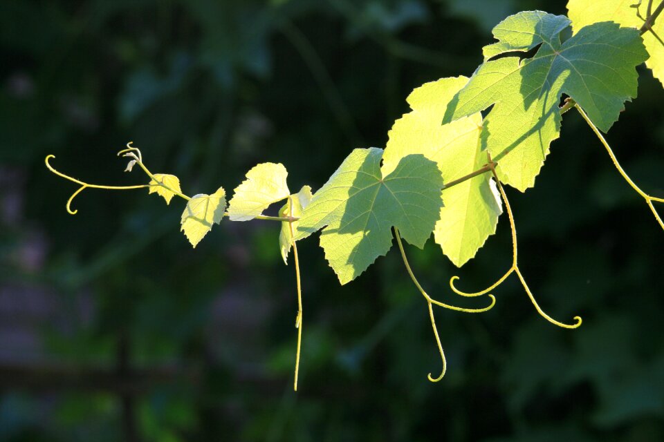 Leaves tendrils green