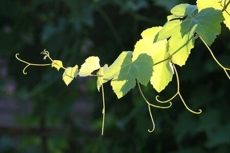 Leaves tendrils green