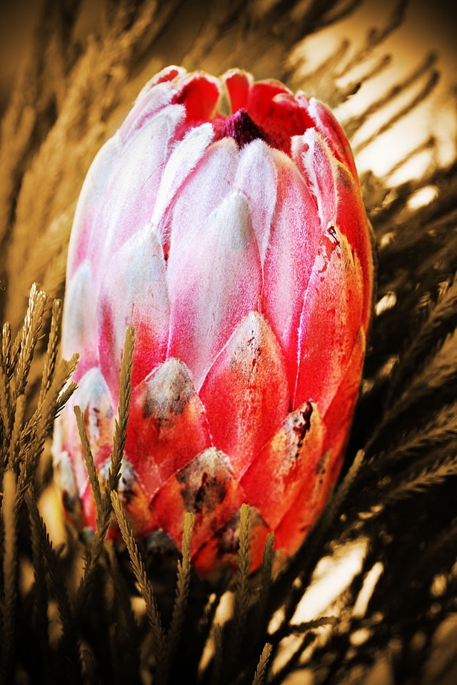 Decoration exotic flora