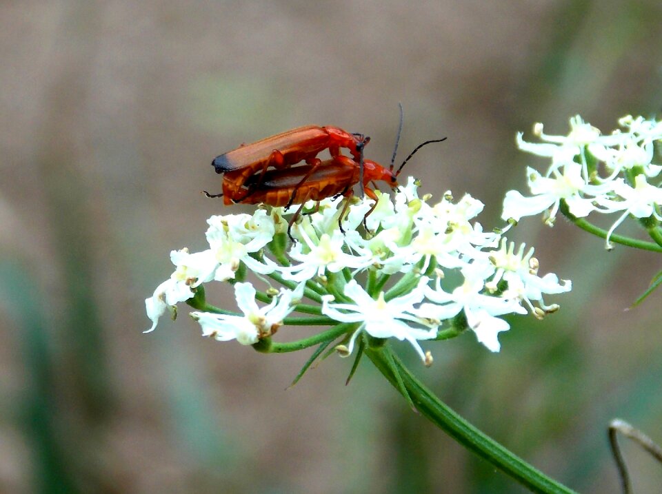 Insect reproduction nature