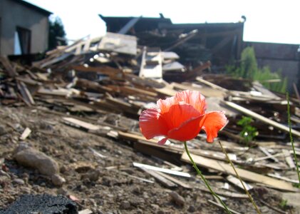 Optimism scrap wood
