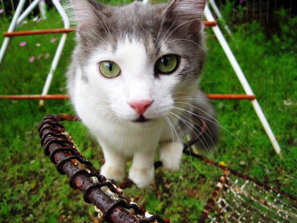 Ragdoll cat white grey