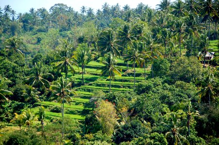 Rice fields bali travel