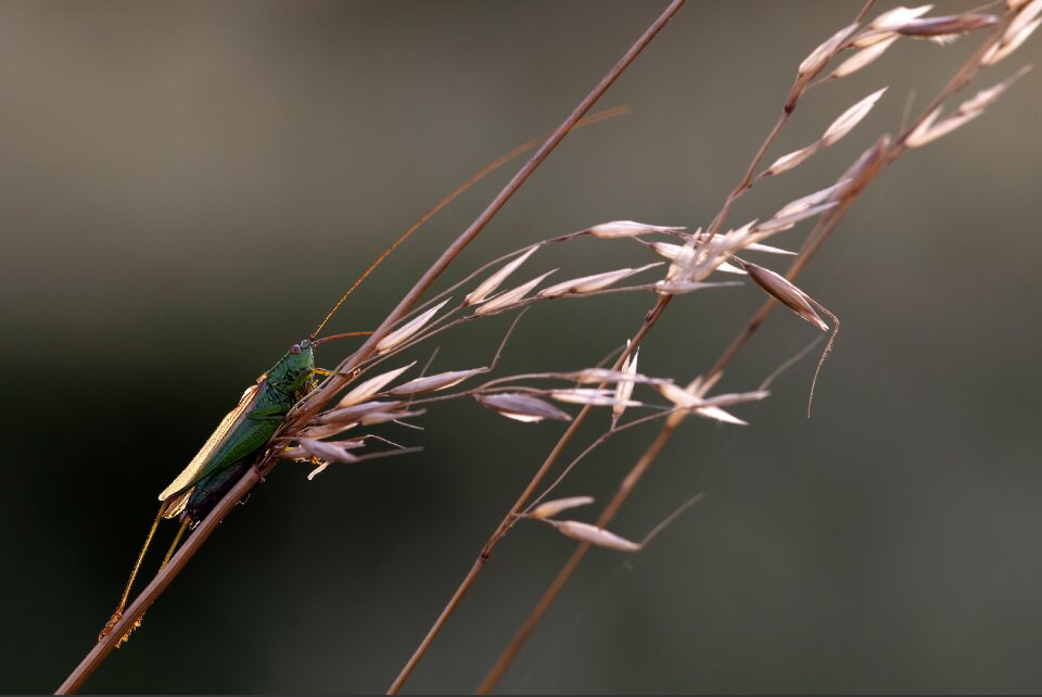 Grasshopper insect nature