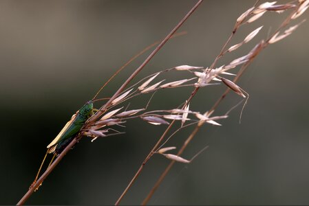 Grasshopper insect nature