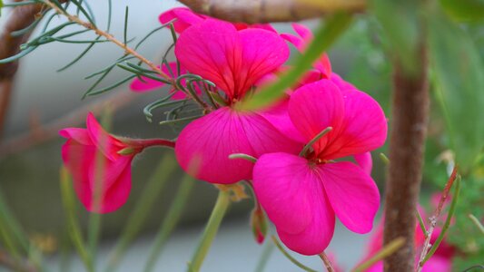 Blossom bloom pelargonium zonale photo