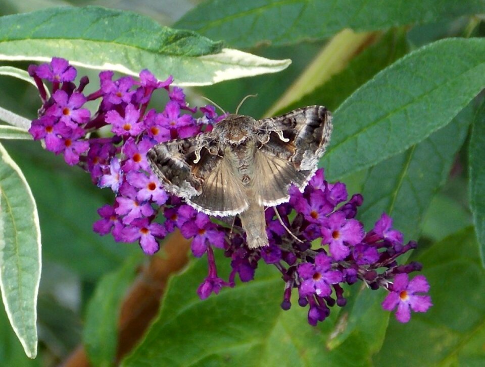 Summer lilac buddleja davidii diurnal