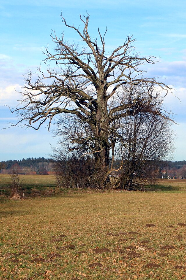 Aesthetic branches nature