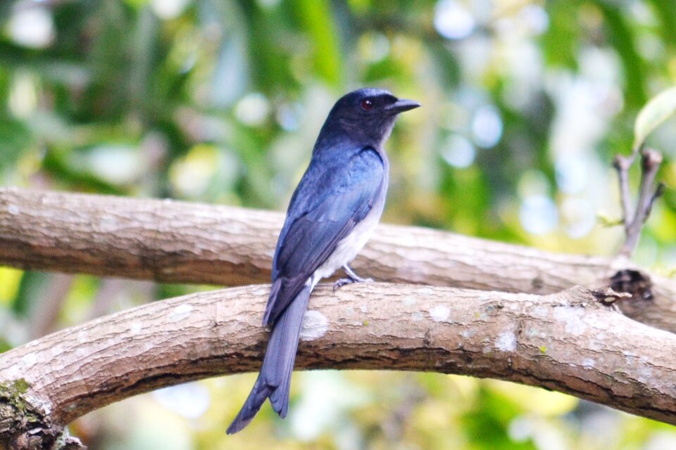 Black sparrow sri lanka mawanella