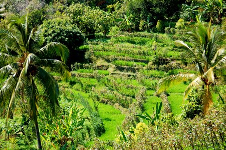 Rice fields bali travel