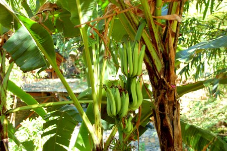 Bali nature fruit