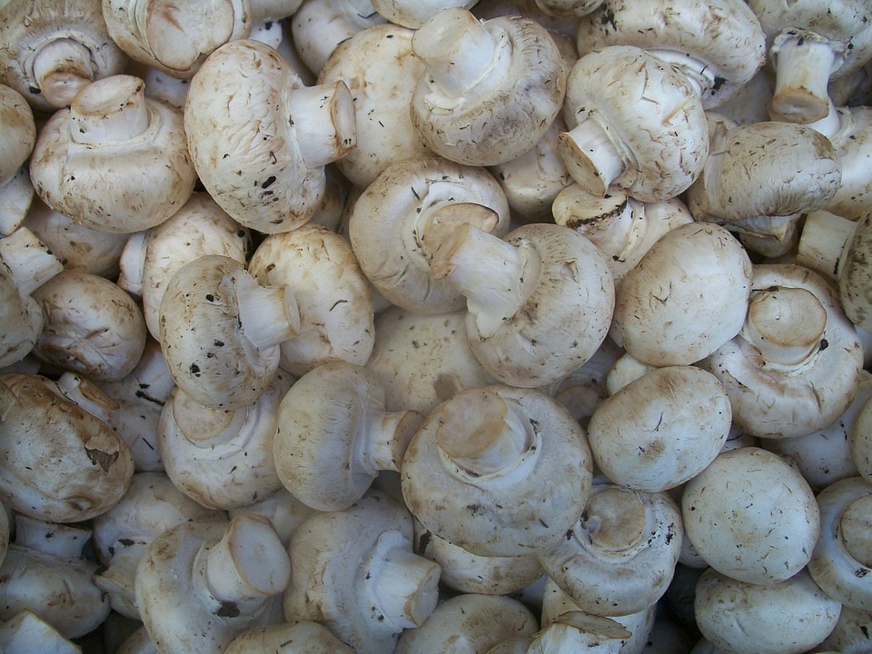 Fungus fungi background