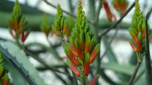 Flowers prickly plant flowered up