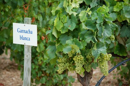 Vine wine spain