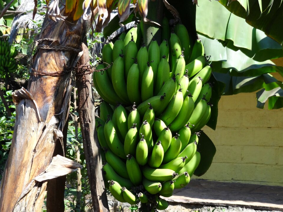 Banana tree green unripe