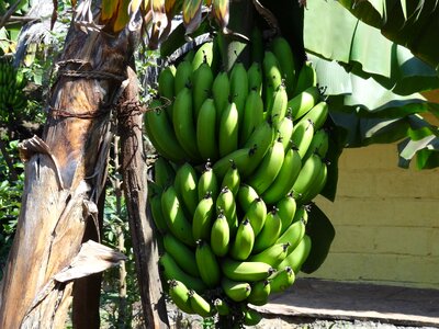 Banana tree green unripe