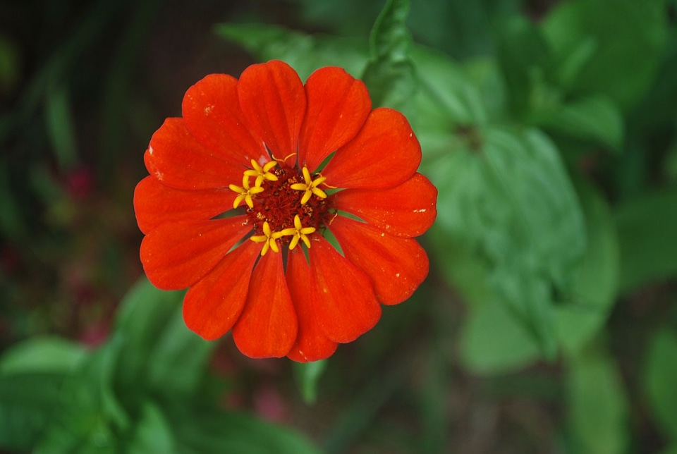 Bright petals macro