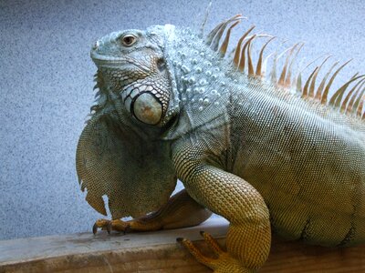 Reptile lizard green