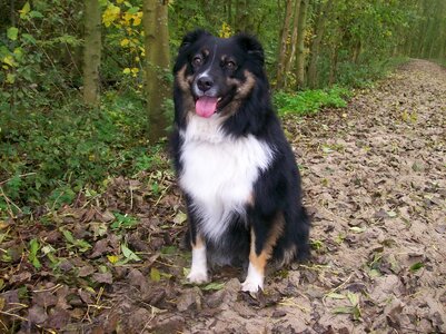 Australian shepherd pet shepherd photo