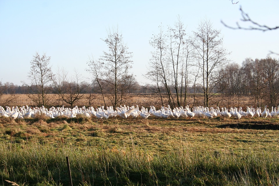 Goose meadow nature animals