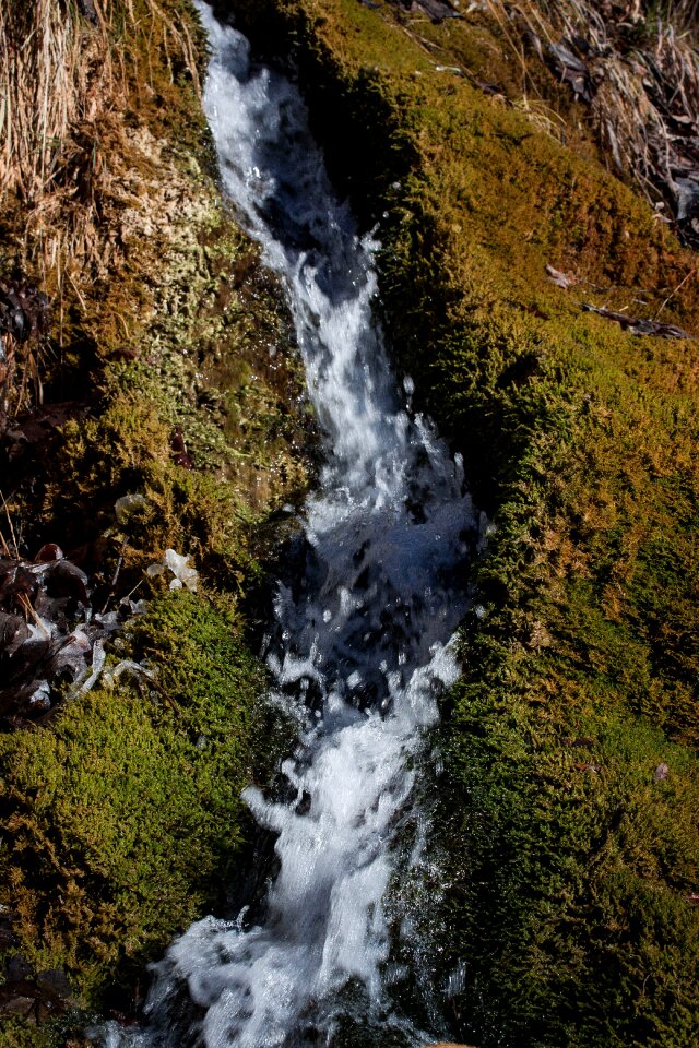 Bubble idyll moss