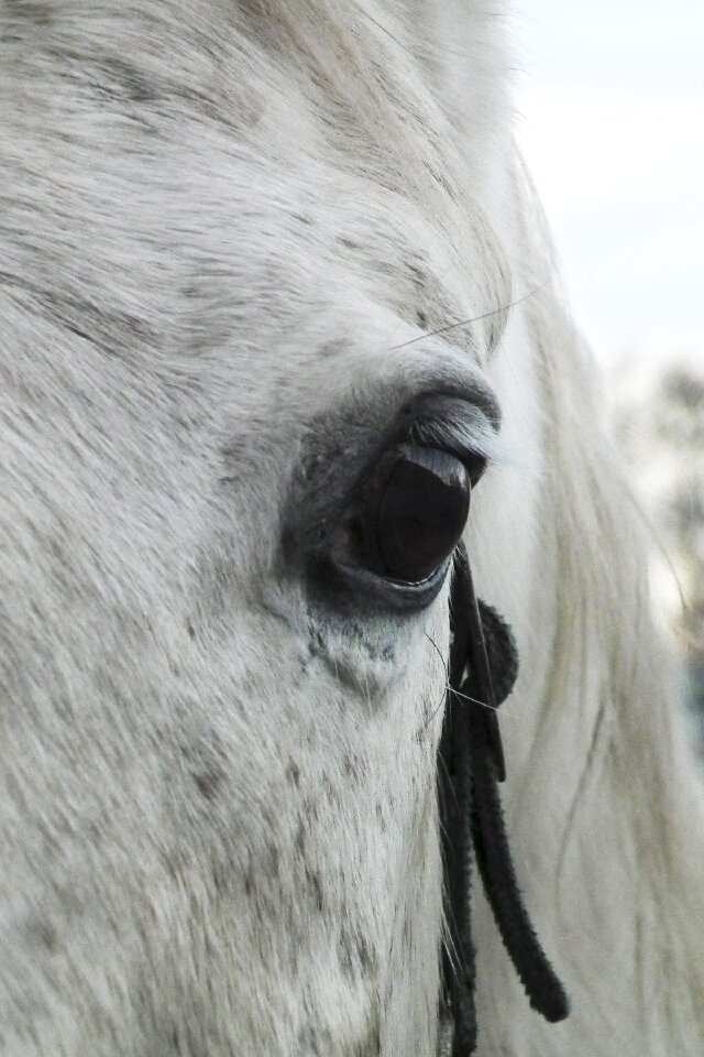 Horse eye mold