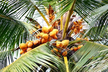 Coconut tree tree natural drink