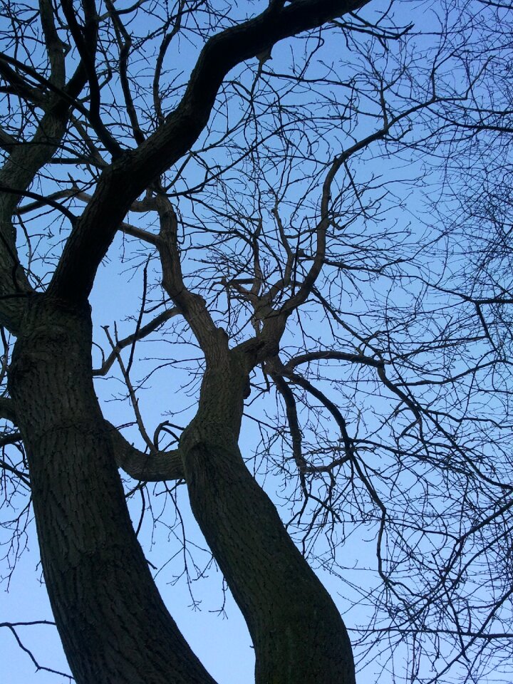 Sky forest season
