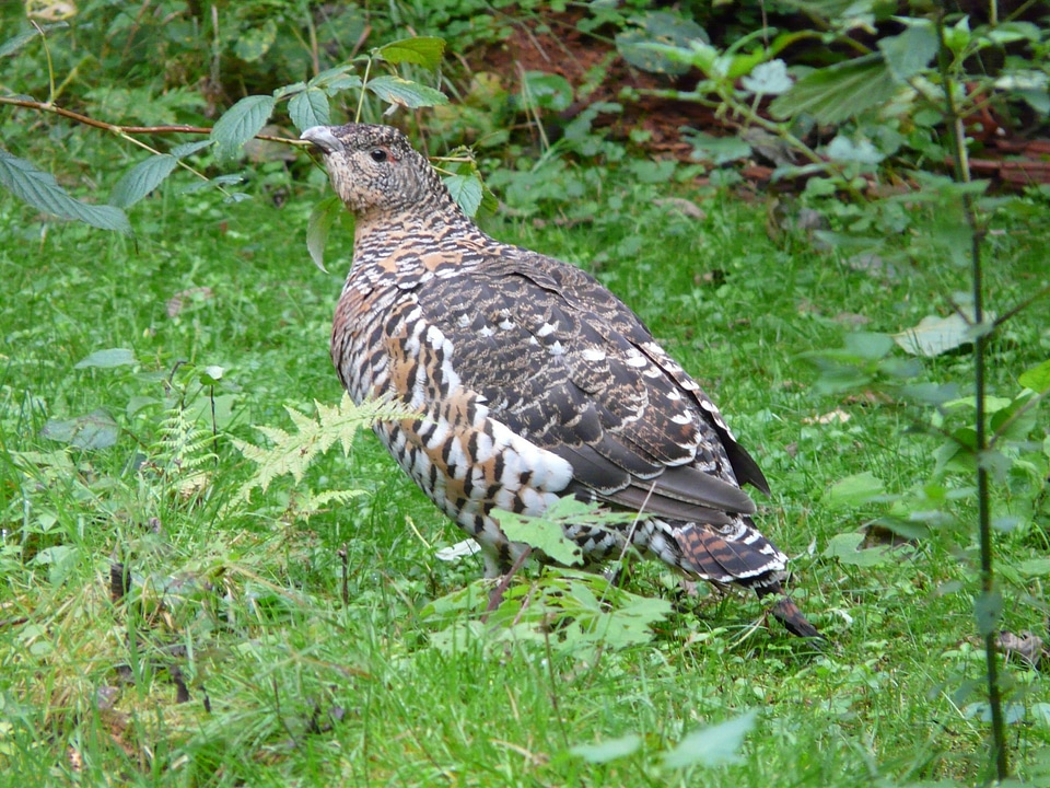 Tetrao urogallus pheasant phasianidae