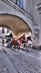 Cart stagecoach the horse