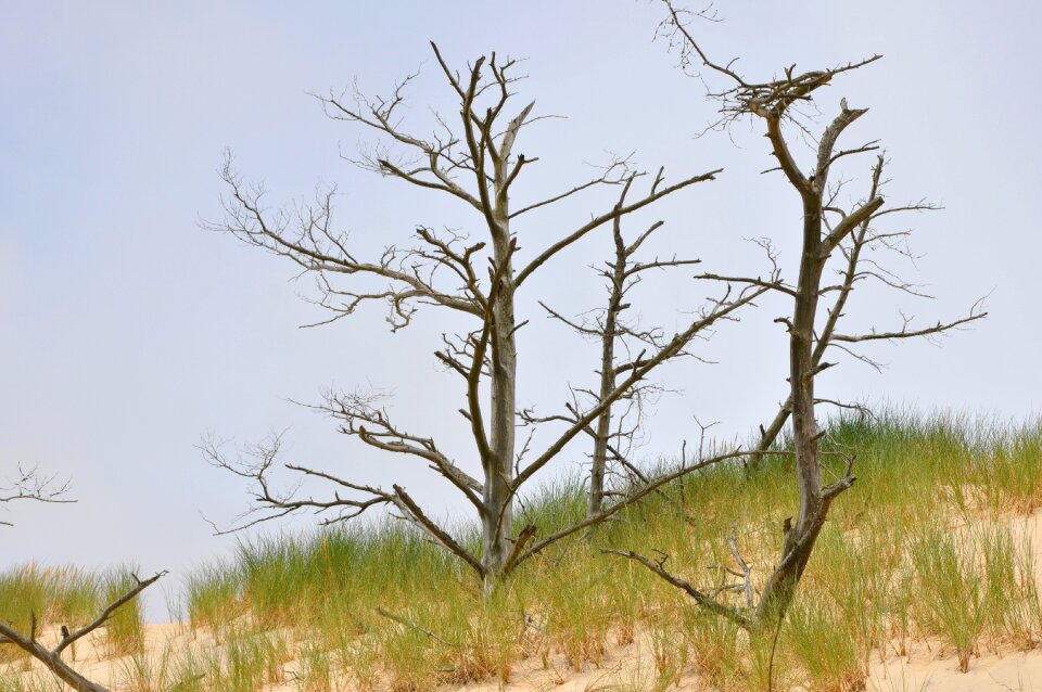 The coast tree nature
