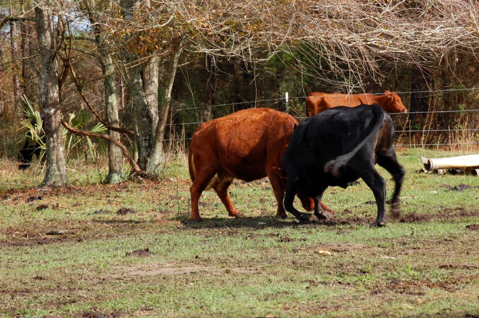 Farm bovine fight