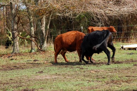Farm bovine fight