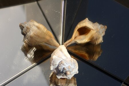 Shell sea gespieglt