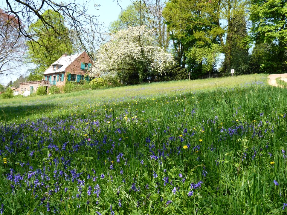 Landscape spring field