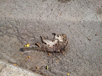 Dead animal rodent wild