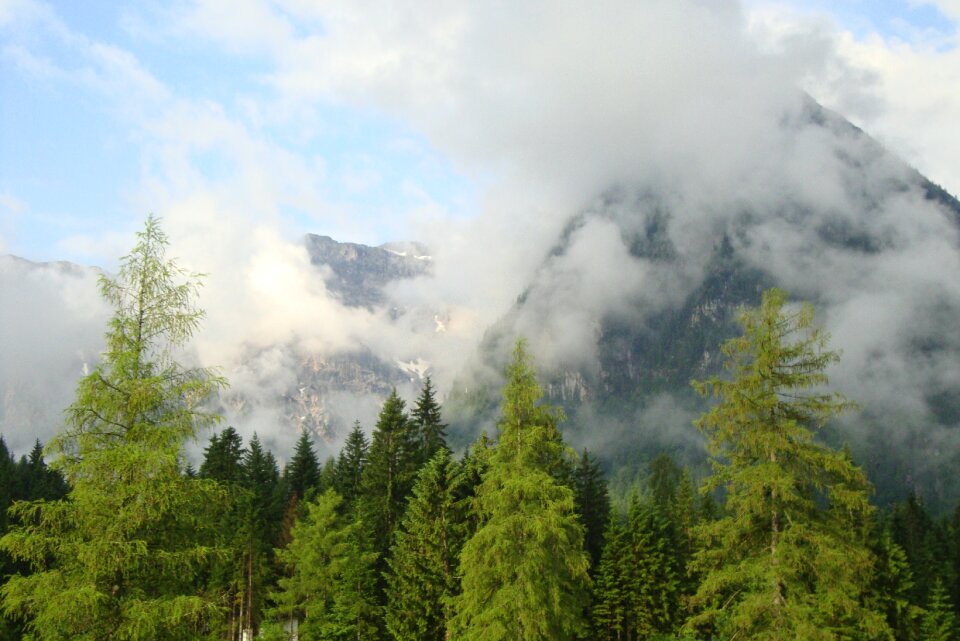 Forest coniferous forest alpine