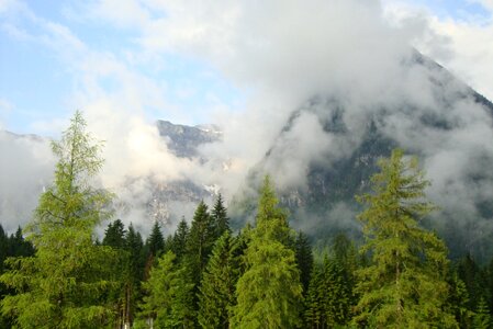 Forest coniferous forest alpine
