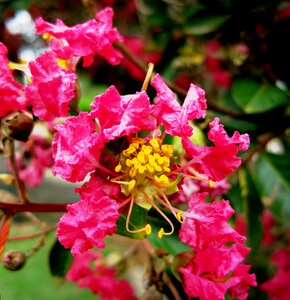 Pink stamen yellow photo