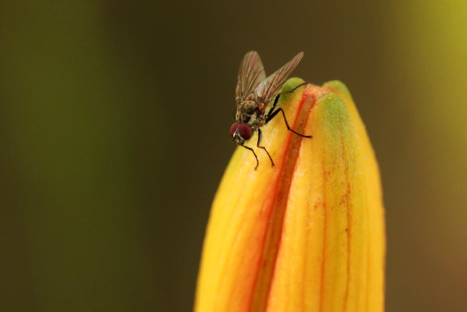 Animal nature macro