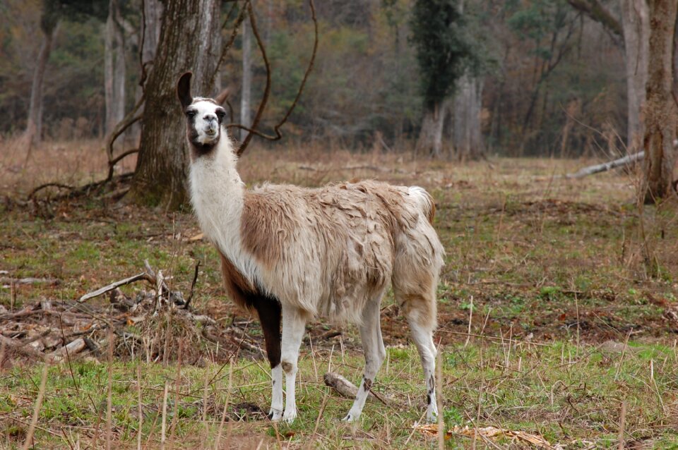 Mammal wildlife nature