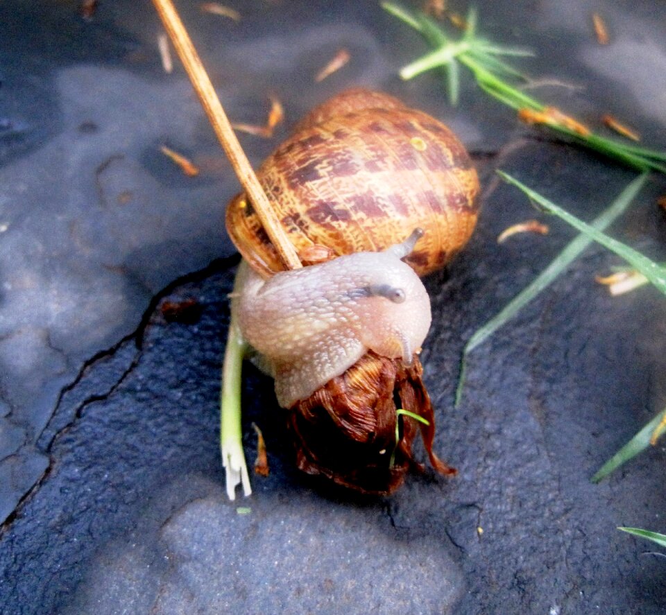 Delicate transparent shell brown