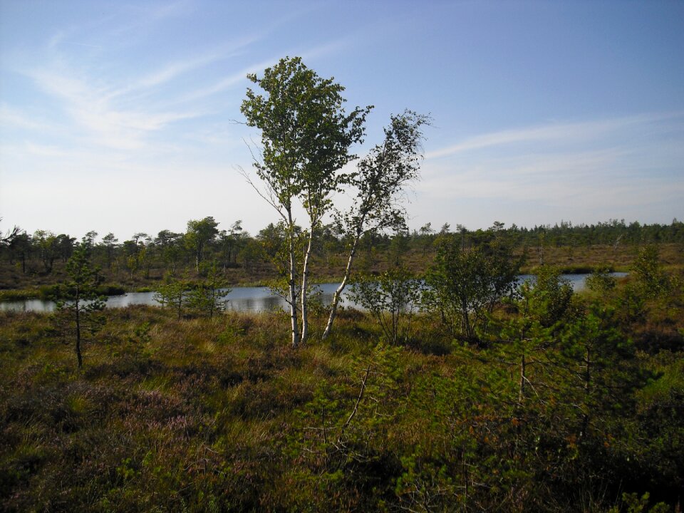 Rhön hochrhoen vegetation
