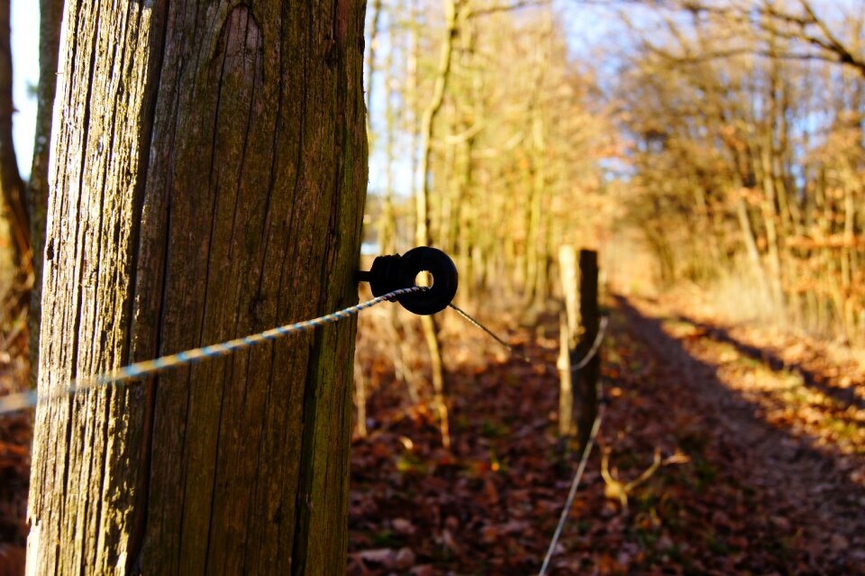 Coupling forest trees