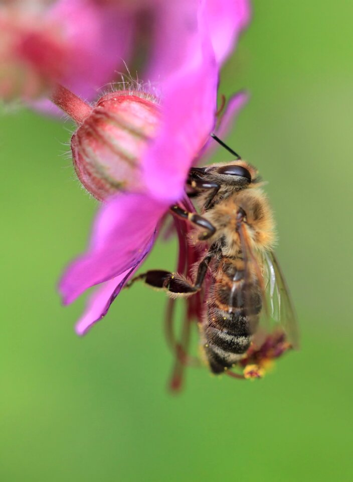 Blossom bloom insect photo