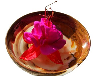 Decoration flower wellness