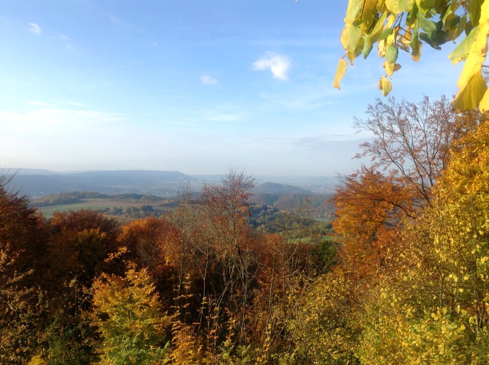 Trees colorful golden autumn photo