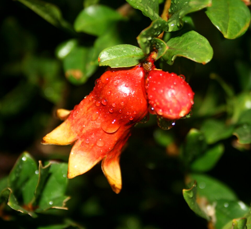 Red droplets water