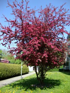 Blood plum spring wiblingen