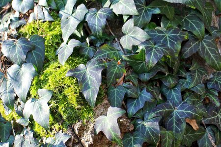 Plant climb green